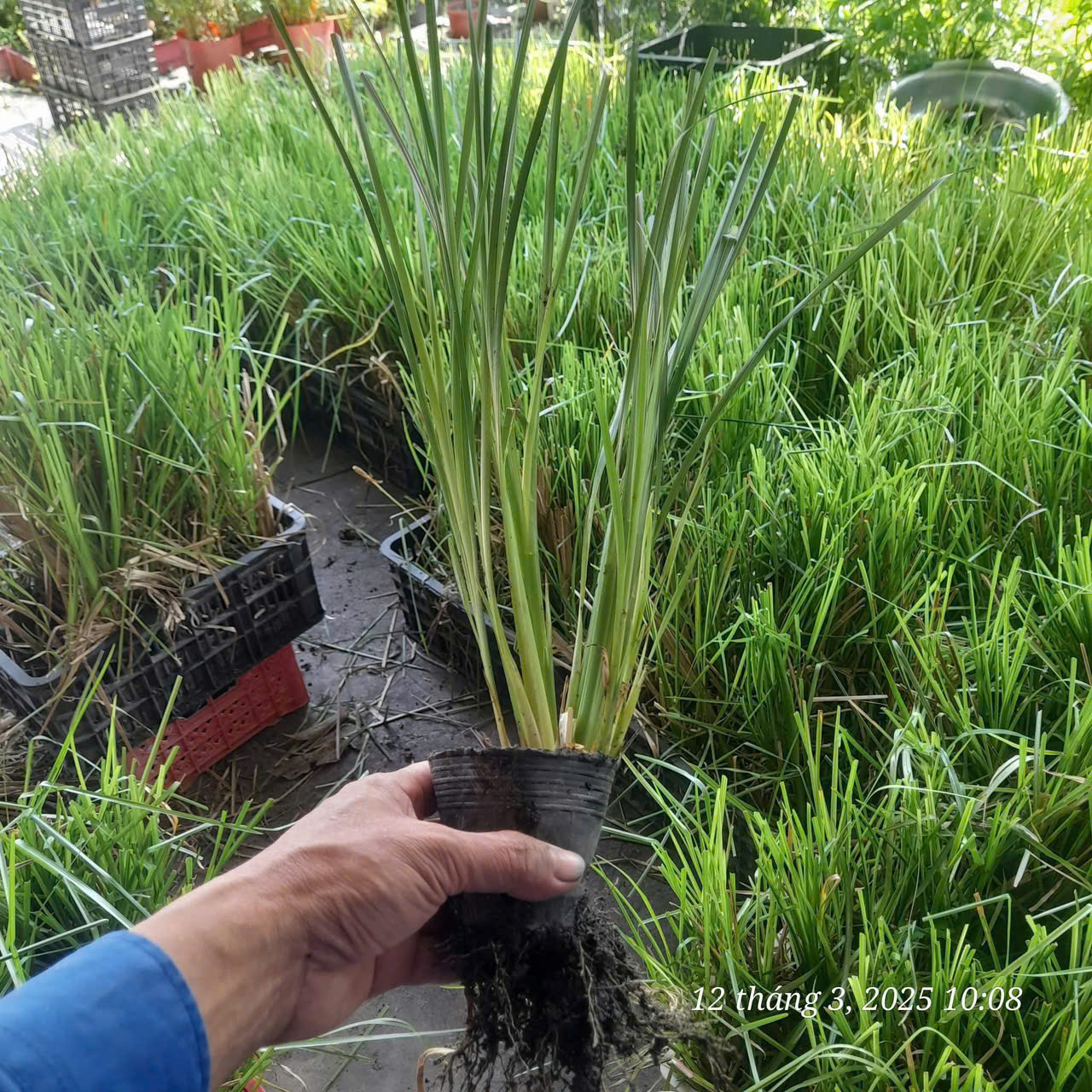 Bầu giống Cỏ chống sạt lở – Cỏ Vetiver