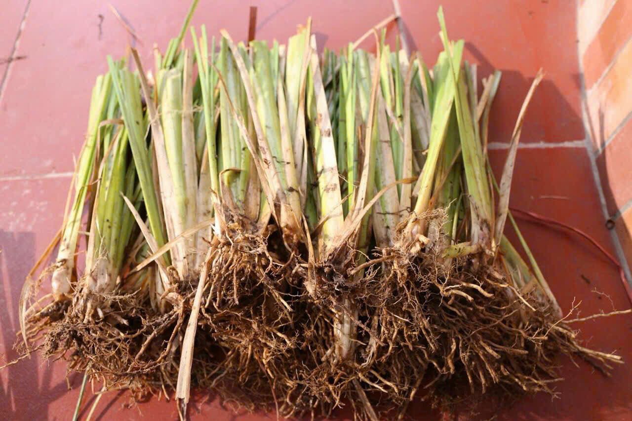 Cỏ chống sạt lở Vetiver giống : hom giống, tép rễ trần