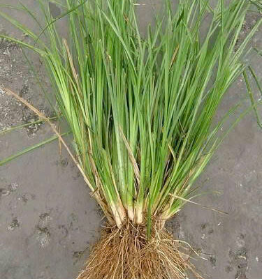 Giống cỏ Vetiver cho mục đích chống sạt lở, xói mòn - 1 khóm to nhiều thân