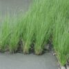 GIỐNG CỎ VETIVER ĐỂ XỬ LÝ Ô NHIỄM ĐẤT, NƯỚC VÀ BẢO VỆ MÔI TRƯỜNG