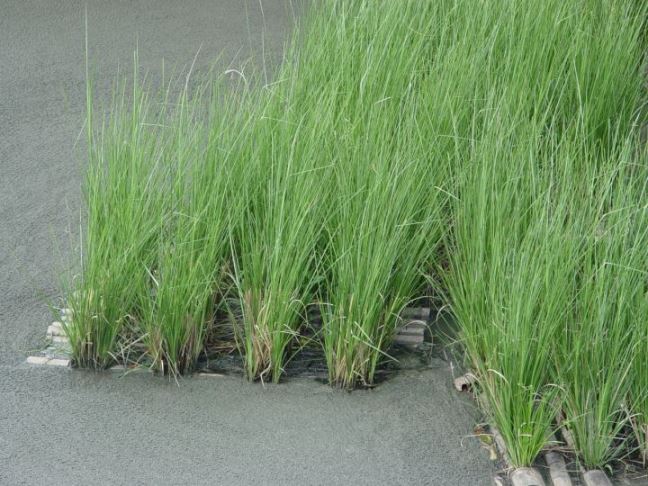 GIỐNG CỎ VETIVER ĐỂ XỬ LÝ Ô NHIỄM ĐẤT, NƯỚC VÀ BẢO VỆ MÔI TRƯỜNG