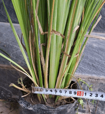 Giống Cỏ chống sạt lở – Cỏ Vetiver - trồng bịch đen, size to, nhiều thân