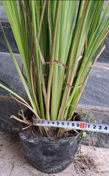 Giống Cỏ chống sạt lở – Cỏ Vetiver - trồng bịch đen, size to, nhiều thân