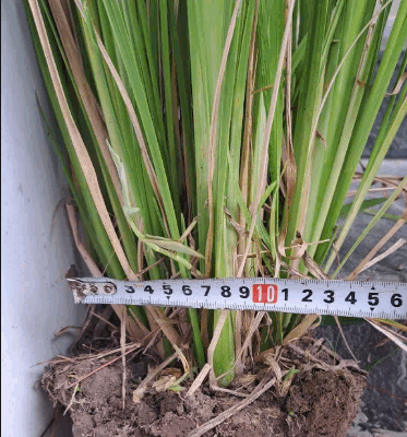 Giống Cỏ chống sạt lở – Cỏ Vetiver - khóm cây đánh đất, size to, nhiều thân