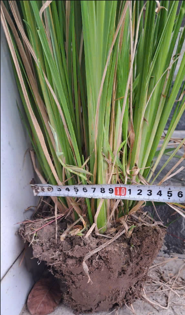 Giống Cỏ chống sạt lở – Cỏ Vetiver - khóm cây đánh đất, size to, nhiều thân