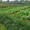 BÁN GIỐNG CỎ VETIVER CHO MỤC ĐÍCH CẢI TẠO ĐẤT
