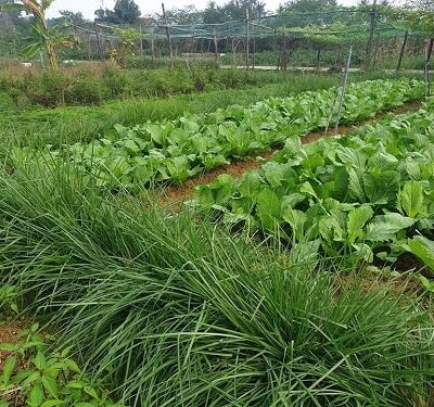 BÁN GIỐNG CỎ VETIVER CHO MỤC ĐÍCH CẢI TẠO ĐẤT