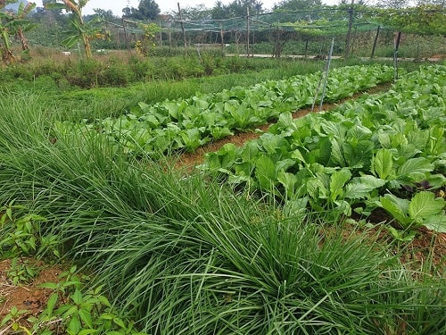 BÁN GIỐNG CỎ VETIVER CHO MỤC ĐÍCH CẢI TẠO ĐẤT