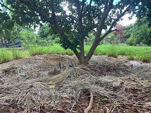 Nguồn sinh khối thân lá từ Vetiver là một nguồn vật chất hữu cơ giá trị.