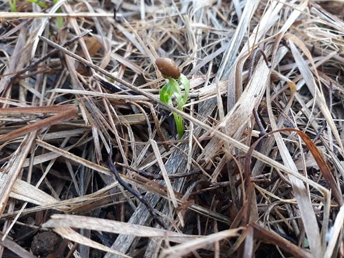 Lớp phủ càng dày thì chất lượng đất càng tăng, khi đó cây trồng càng phát triển.