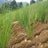 Giống cỏ Vetiver cho mục đích chống sạt lở, xói mòn - 1 khóm to nhiều thân