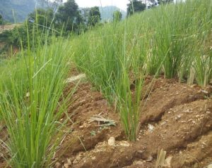 Giống cỏ Vetiver cho mục đích chống sạt lở, xói mòn - 1 khóm to nhiều thân