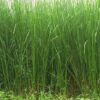 BÁN GIỐNG CỎ VETIVER TRỒNG LÀM NGUYÊN LIỆU SẢN XUẤT TINH DẦU