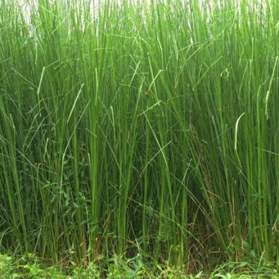 BÁN GIỐNG CỎ VETIVER TRỒNG LÀM NGUYÊN LIỆU SẢN XUẤT TINH DẦU