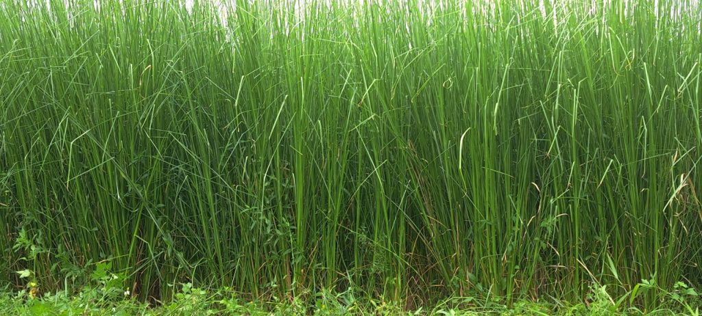 BÁN GIỐNG CỎ VETIVER TRỒNG LÀM NGUYÊN LIỆU SẢN XUẤT TINH DẦU