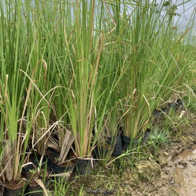 Cỏ vetiver giống ươm bầu 3 tháng , 6 tháng tuổi đảm bảo ổn định