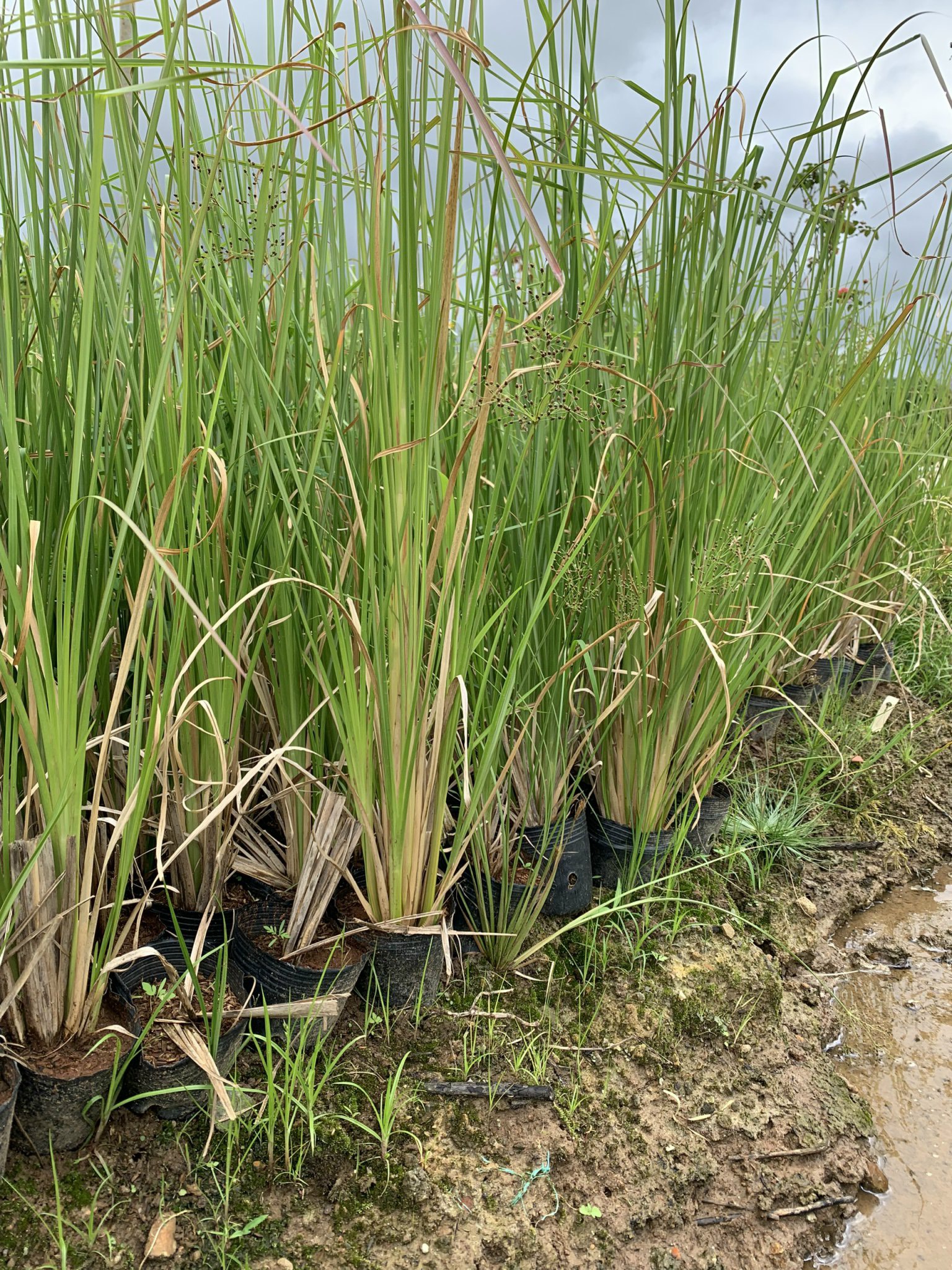 Cỏ vetiver giống ươm bầu 3 tháng , 6 tháng tuổi đảm bảo ổn định